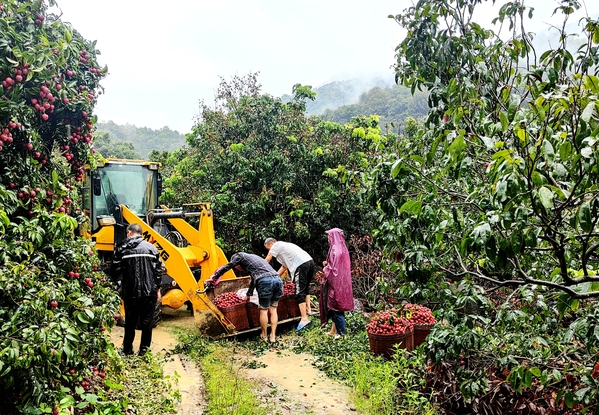 搶運荔枝—南方公司南大水庫項目王超攝3.jpg
